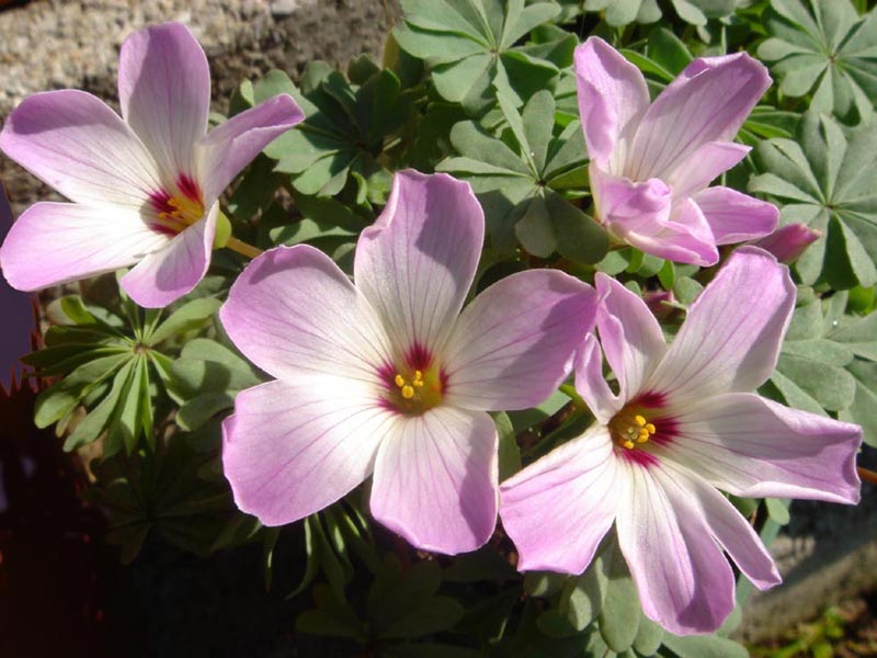 Oxalis adenophyla photo
